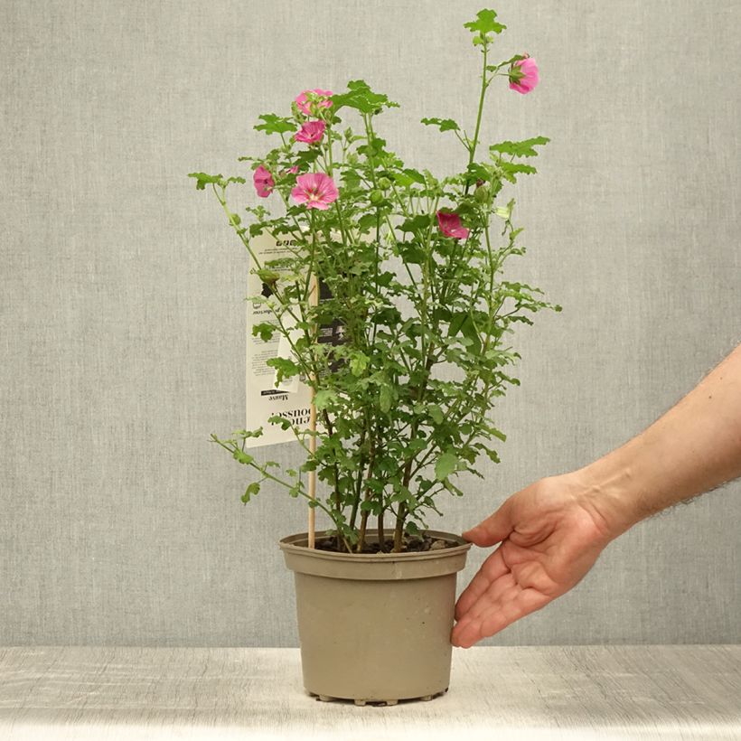 Anisodontea capensis El Rayo 1.5L/2L pot sample as delivered in summer