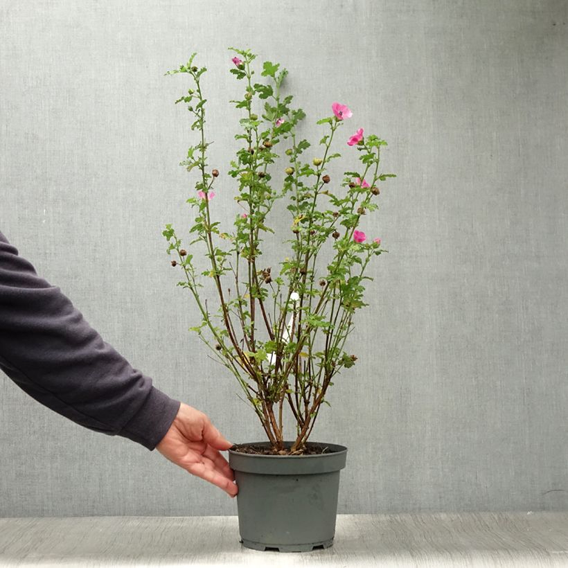 Anisodontea scabrosa Large Red - Cape mallow sample as delivered in summer