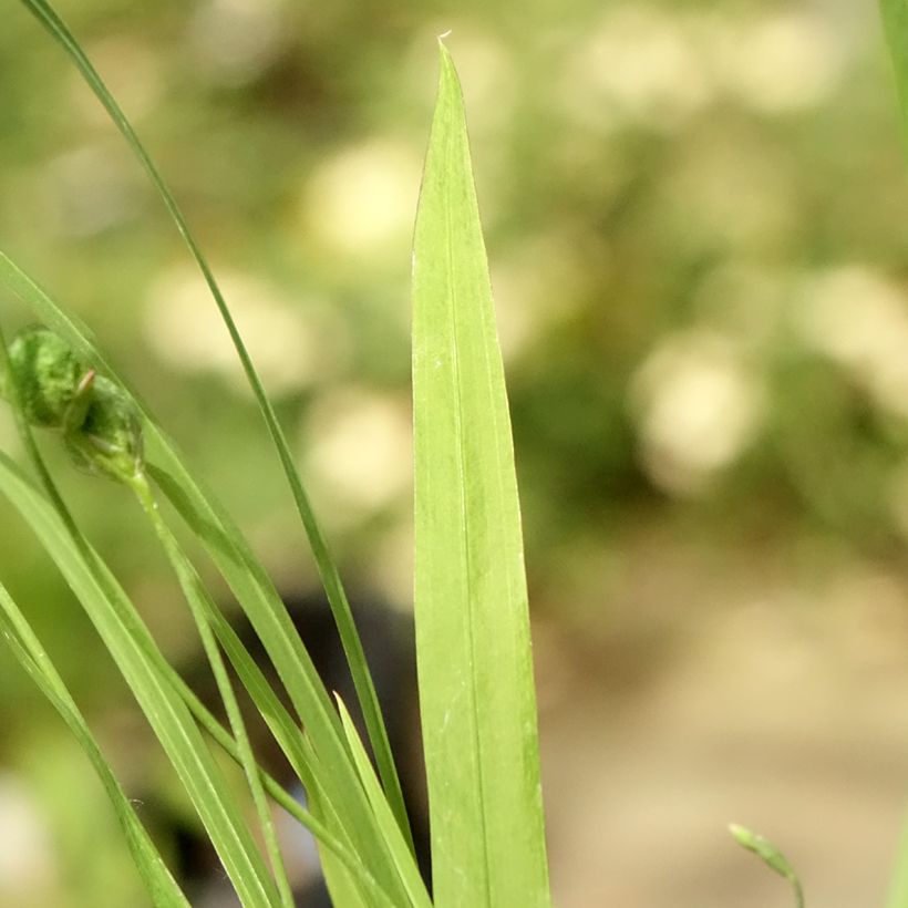 Anomatheca laxa - False Freesia (Foliage)