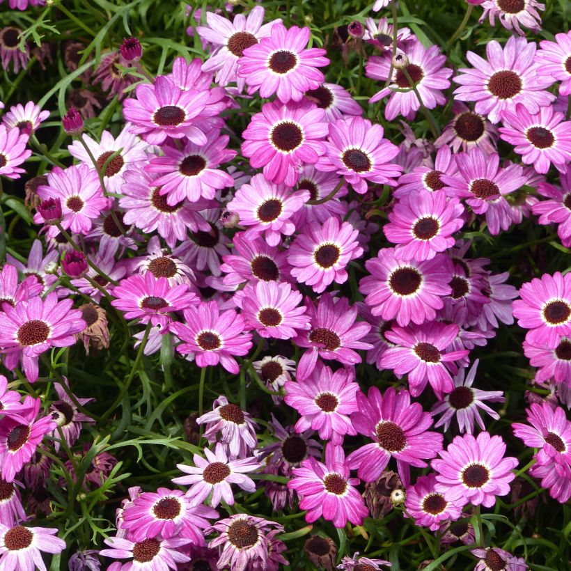 Anthemis Grandaisy Pink Tourmaline - Marguerite (Flowering)