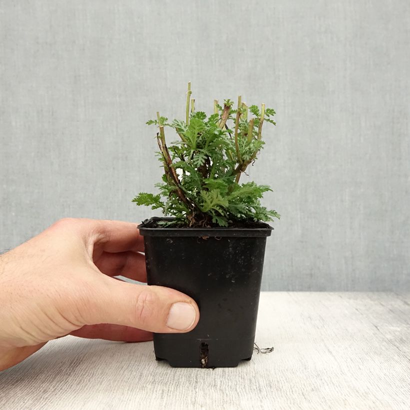 Anthemis tinctoria Wargrave Variety - Marguerite 8/9 cm pot sample as delivered in autumn