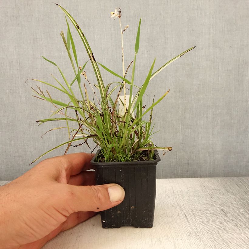 Anthericum saundersiae Starlight 8/9 cm pot sample as delivered in summer