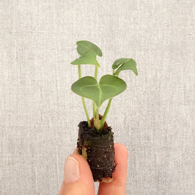 Anthurium clarinervium - Flamingo flower Mini-plante sample as delivered in spring