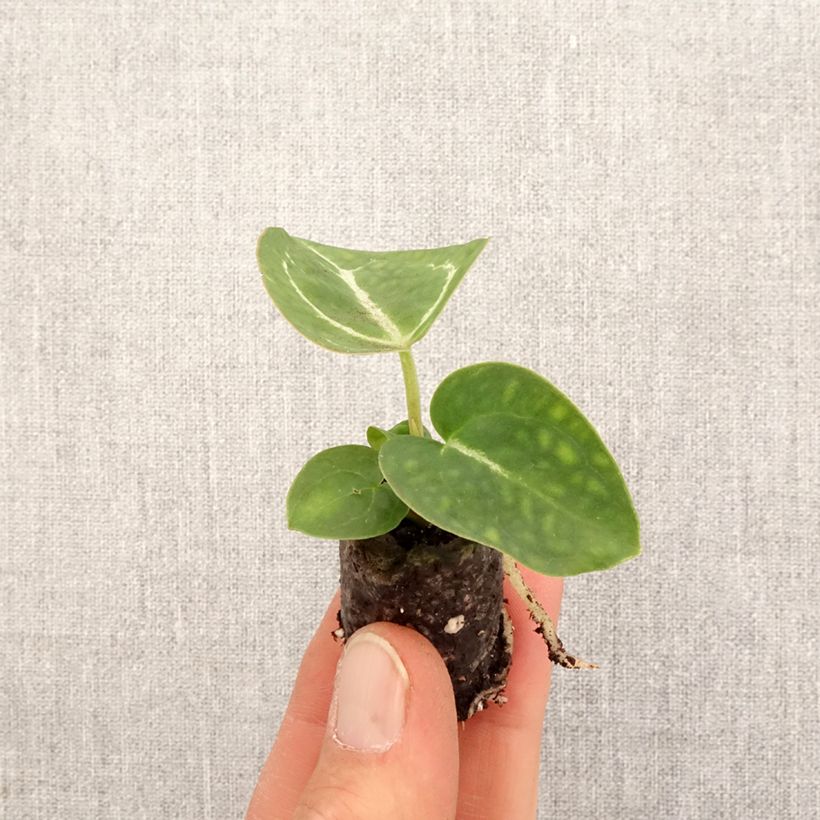 Anthurium crystallinum - Mini-motte Ø 3/4 cm sample as delivered in spring