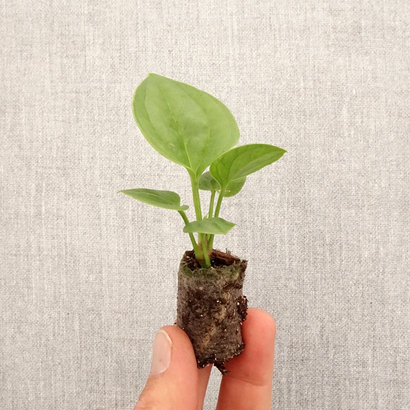 Anthurium jenmanii Green Jady Mini-plante sample as delivered in spring
