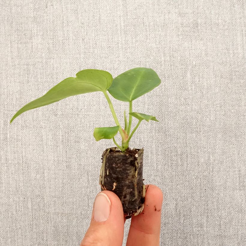 Anthurium magnificum  - Anthurium magnifique Plug plant 3/4cm sample as delivered in spring