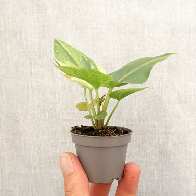 Anthurium x hookeri Renaissance Variegata Mini-plante sample as delivered in spring