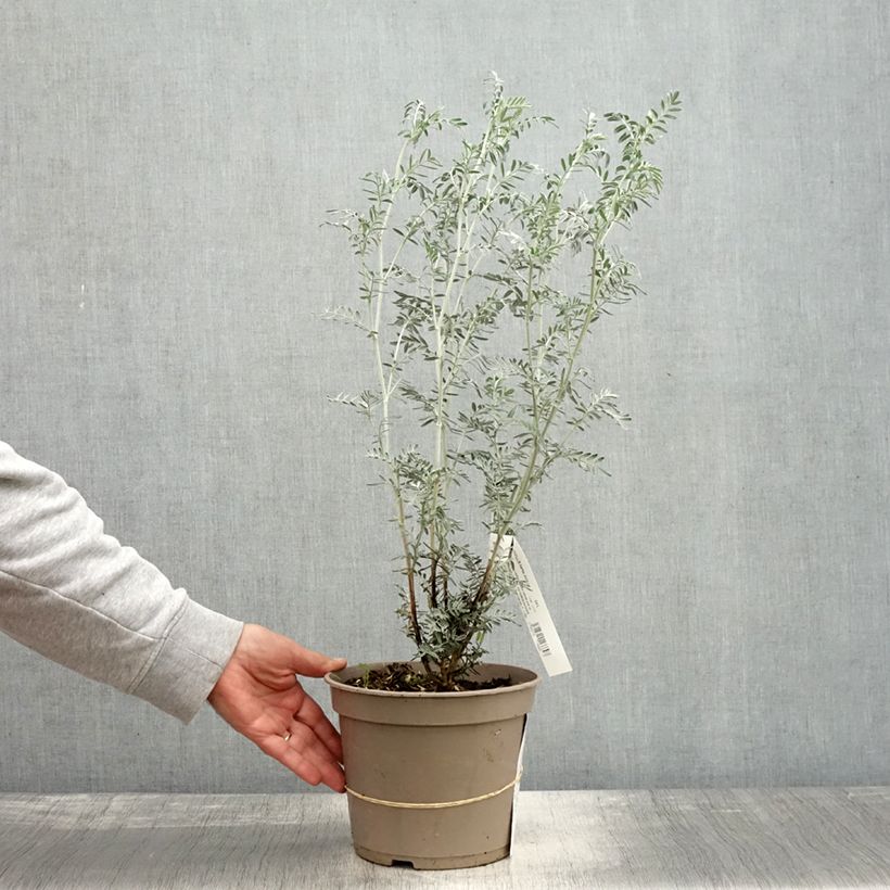 Anthyllis barba-jovis - Anthyllide Barbe de Jupiter Pot de 4L/5L sample as delivered in autumn