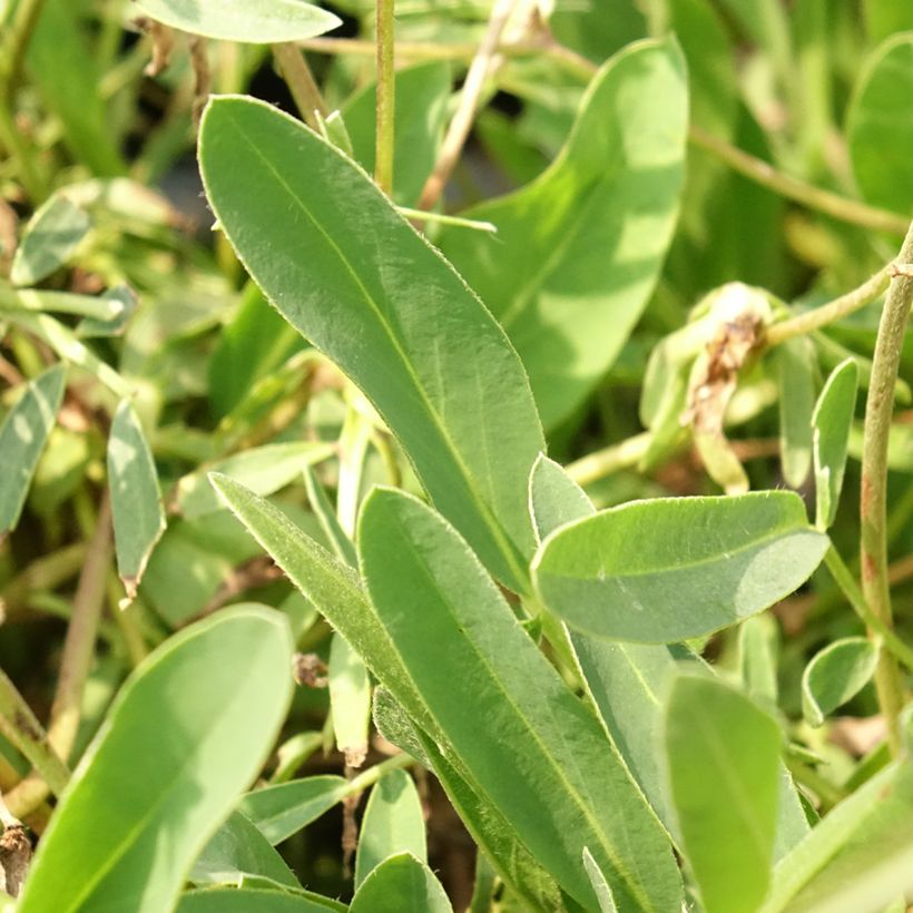 Anthyllis vulneraria var. coccinea (Foliage)