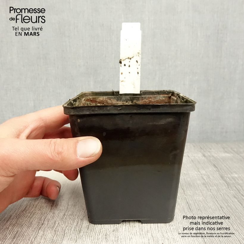 Aponogeton distachyos sample as delivered in spring