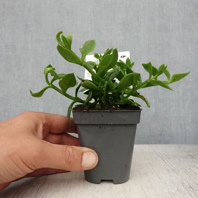 Aptenia cordifolia - Ficoide à feuilles en coeur Godet de 8/9 cm sample as delivered in spring