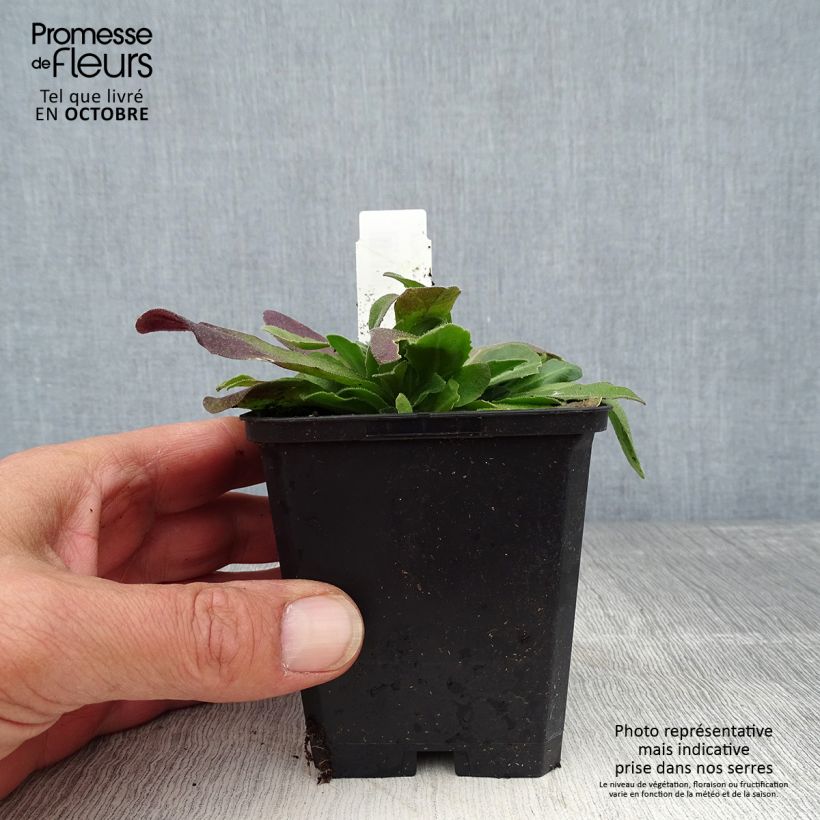Arabis blepharophylla Frühlingszauber 8/9 cm pot sample as delivered in autumn
