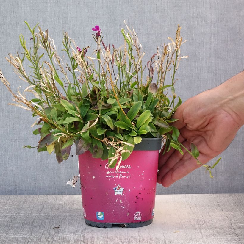 Arabis blepharophylla 2L/3L pot sample as delivered in summer
