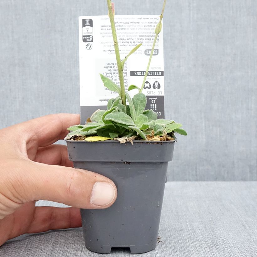 Arabis blepharophylla Rose Delight 7/8 cm pot sample as delivered in summer