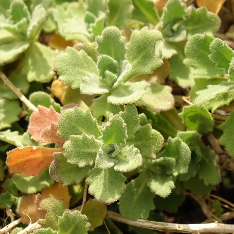 Arabis caucasica Alabaster (Foliage)