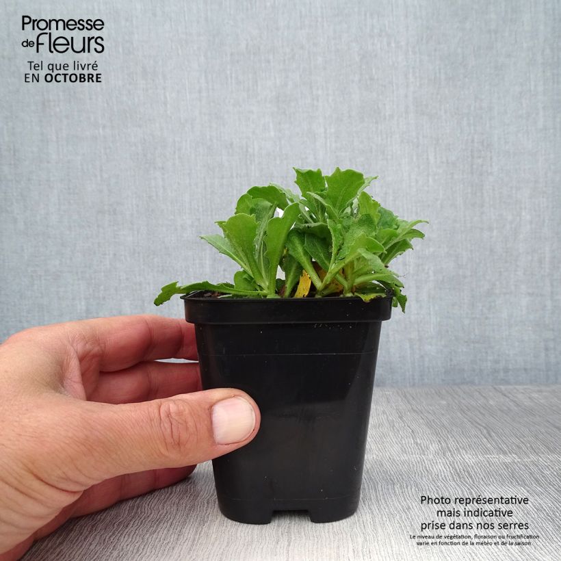 Arabis caucasica Snowcap (Schneehaube) Godet de 9cm sample as delivered in autumn