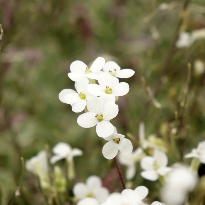Arabis alpina subsp. caucasica Variegata (Flowering)