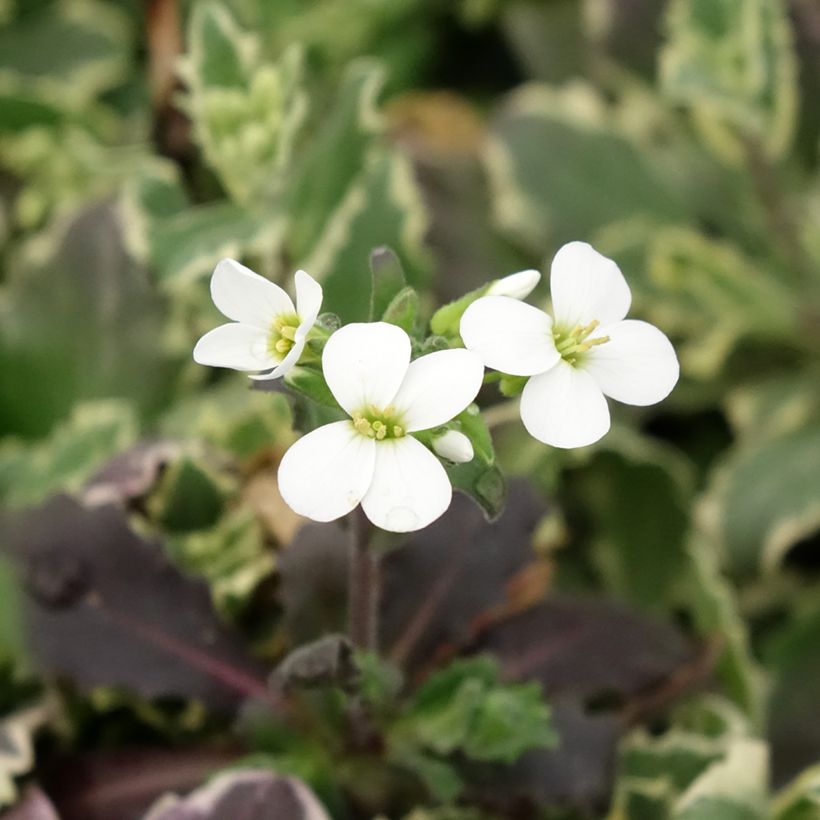 Arabis alpina subsp. caucasica Variegata (Flowering)