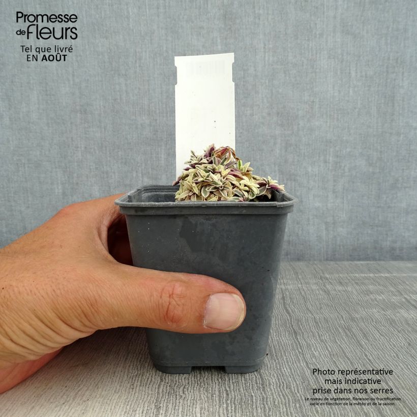 Arabis ferdinandi-coburgii 8/9 cm pot sample as delivered in summer