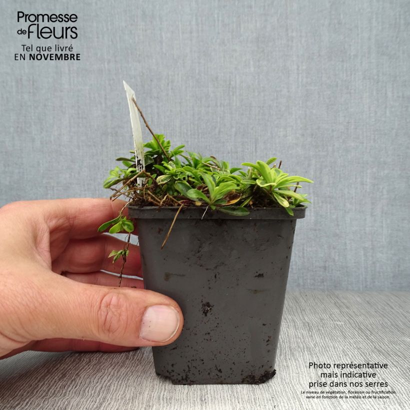 Arabis ferdinandi coburgii Old Gold 8/9 cm pot sample as delivered in autumn