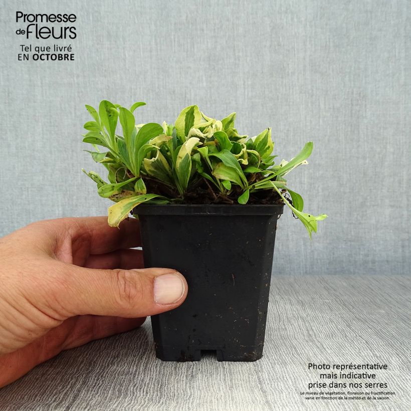 Arabis ferdinandi coburgii Variegata 8/9 cm pot sample as delivered in autumn