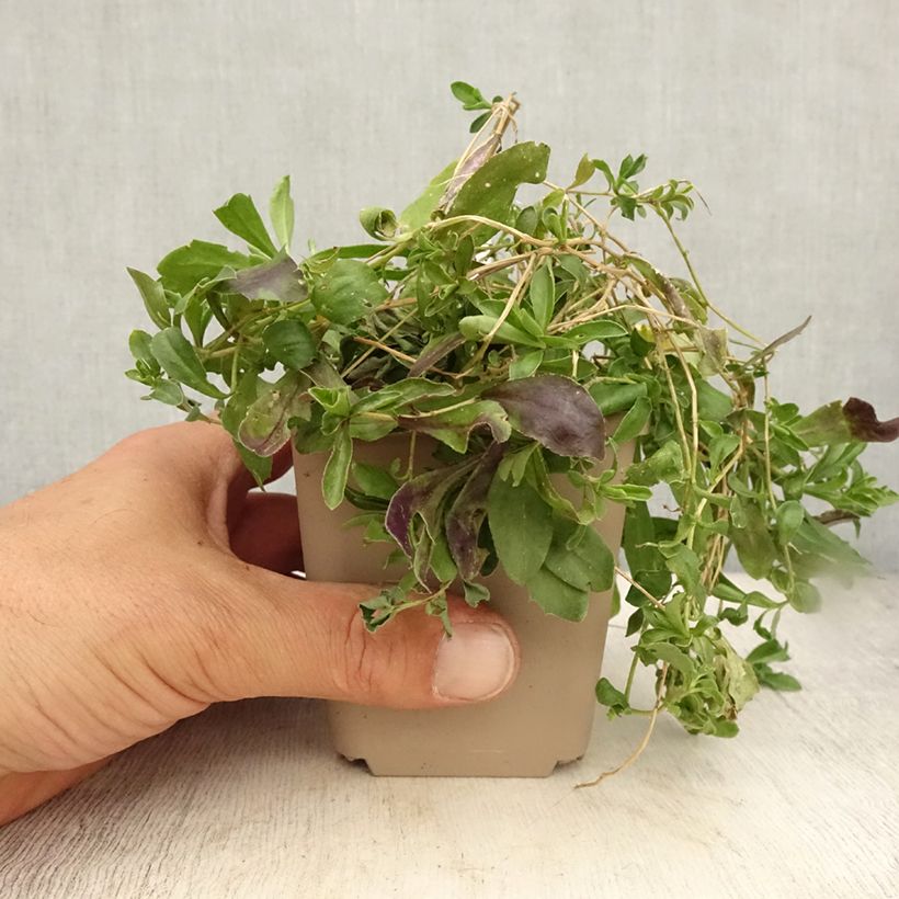 Arabis procurrens Neuschnee 8/9 cm pot sample as delivered in summer