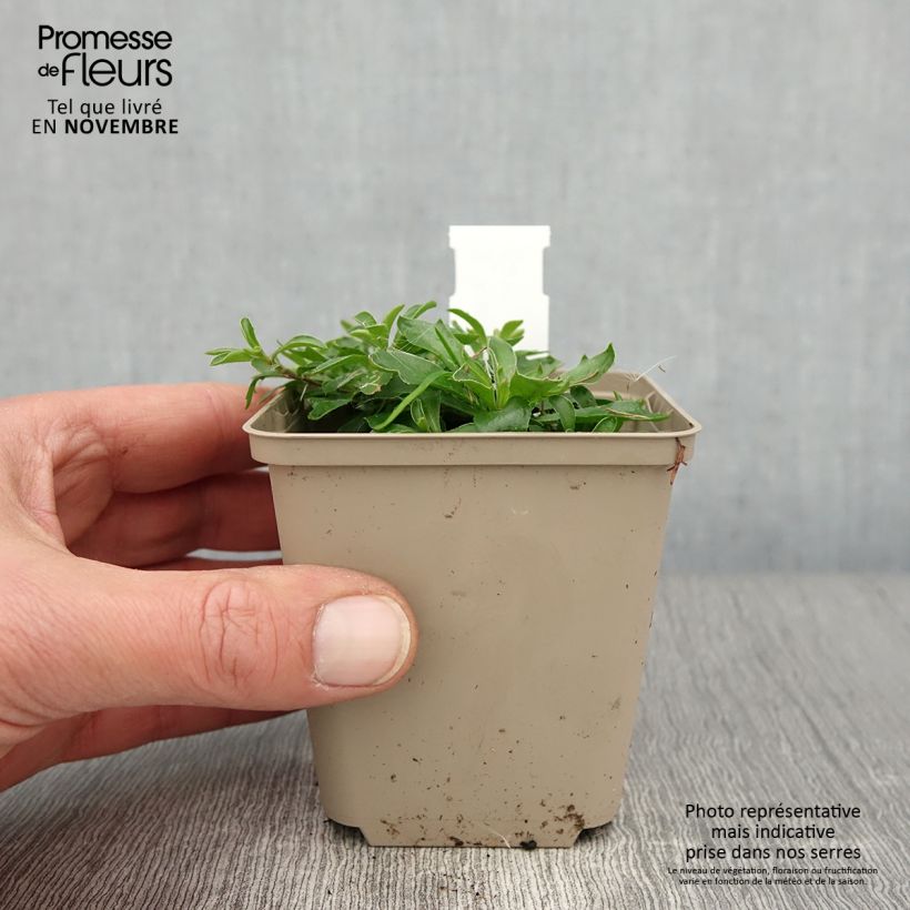 Arabis x suendermannii 8/9 cm pot sample as delivered in autumn