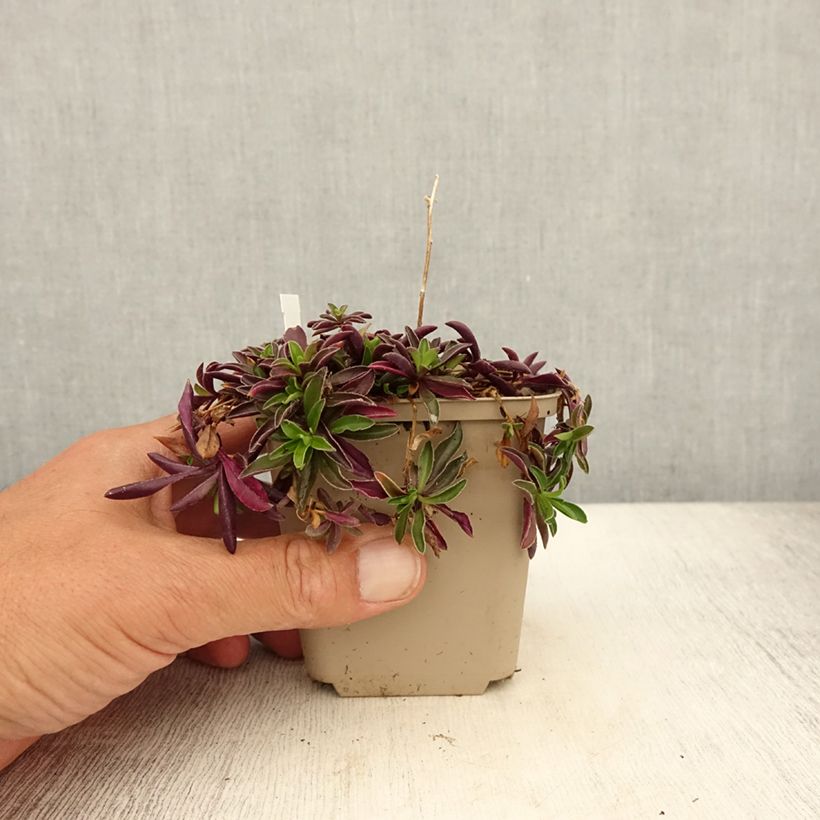 Arabis x suendermannii 8/9 cm pot sample as delivered in summer