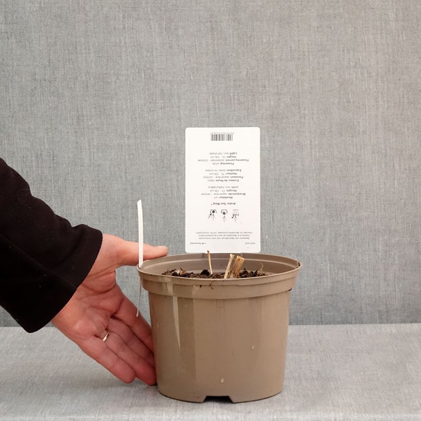 Aralia cordata Sun King - Aralie dorée Pot de 2L/3L sample as delivered in spring
