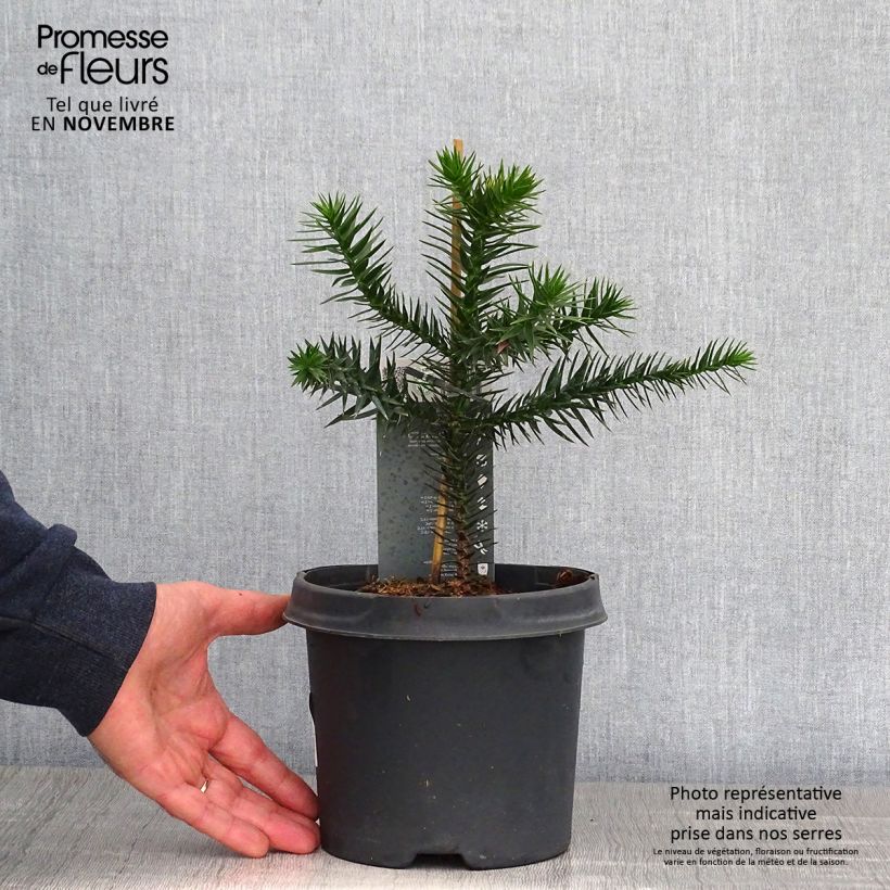 Araucaria araucana - Monkey Puzzle 3L/4L pot sample as delivered in autumn