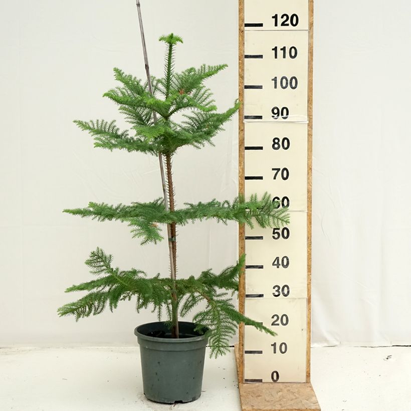Araucaria heterophylla - Norfolk Island pine 7.5L/10L pot sample as delivered in summer