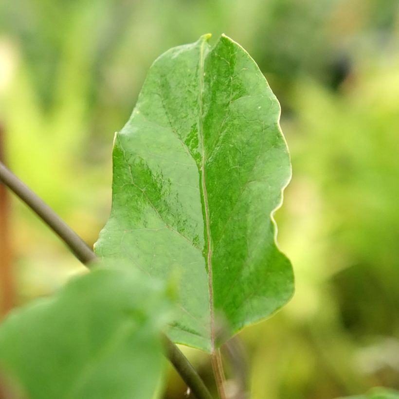 Araujia sericifera Rosea (Foliage)