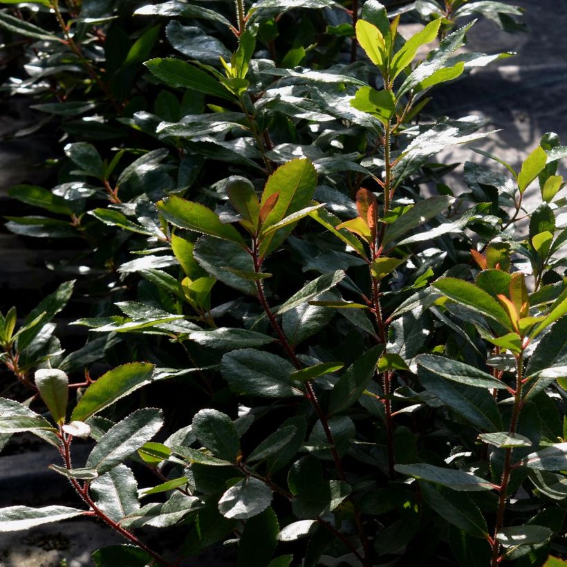 Arbutus unedo - Strawberry tree (Foliage)