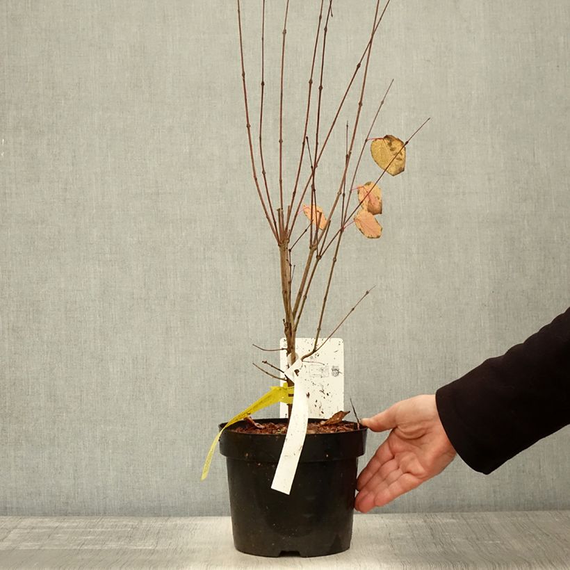 Cercidiphyllum japonicum 3L/4L pot sample as delivered in autumn