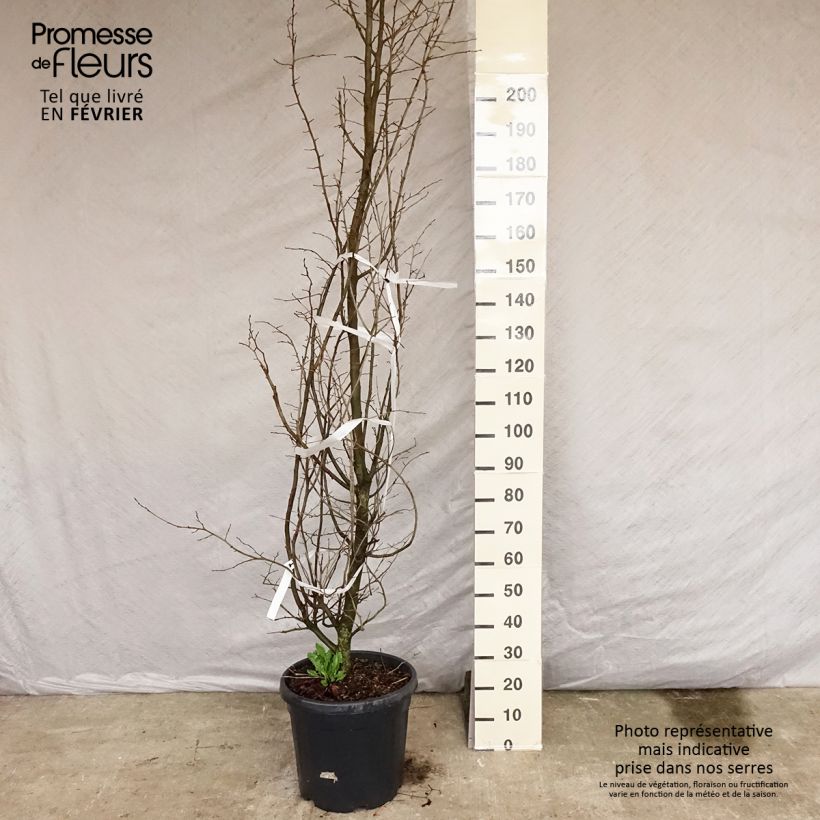 Parrotia persica - Persian Ironwood sample as delivered in winter