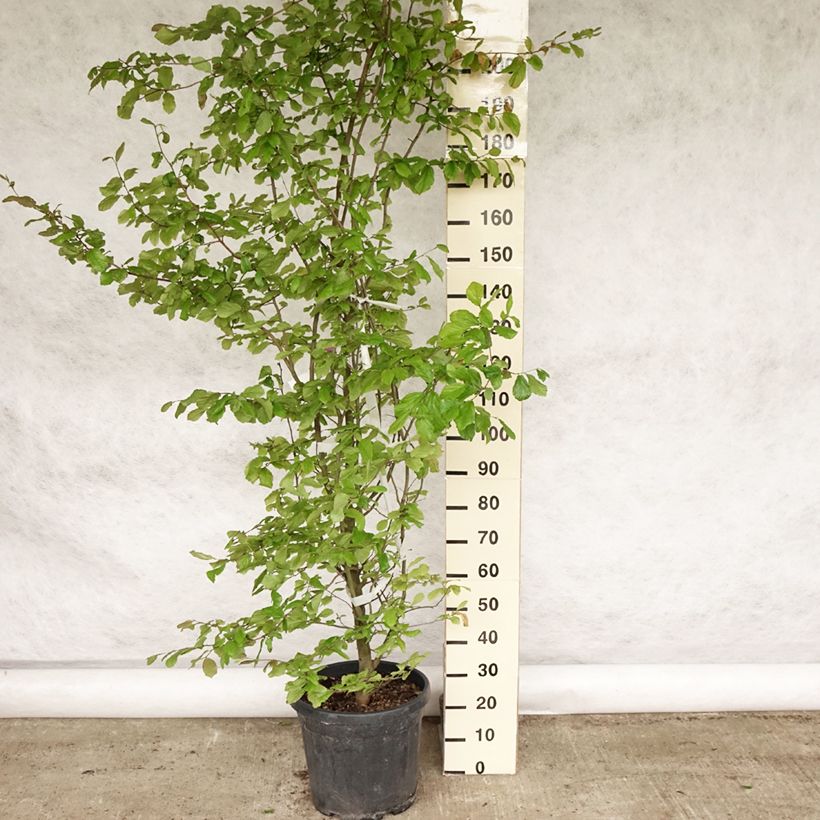 Parrotia persica - Persian Ironwood 30L/35L potShipped height around 175/200cm sample as delivered in spring