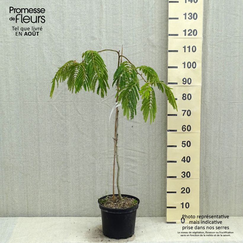 Albizia julibrissin Shidare 7.5L/10L pot sample as delivered in summer