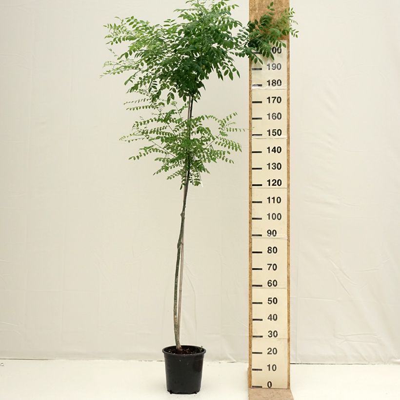 Sophora japonica 7.5L/10L potShipped height around 170/200cm sample as delivered in spring