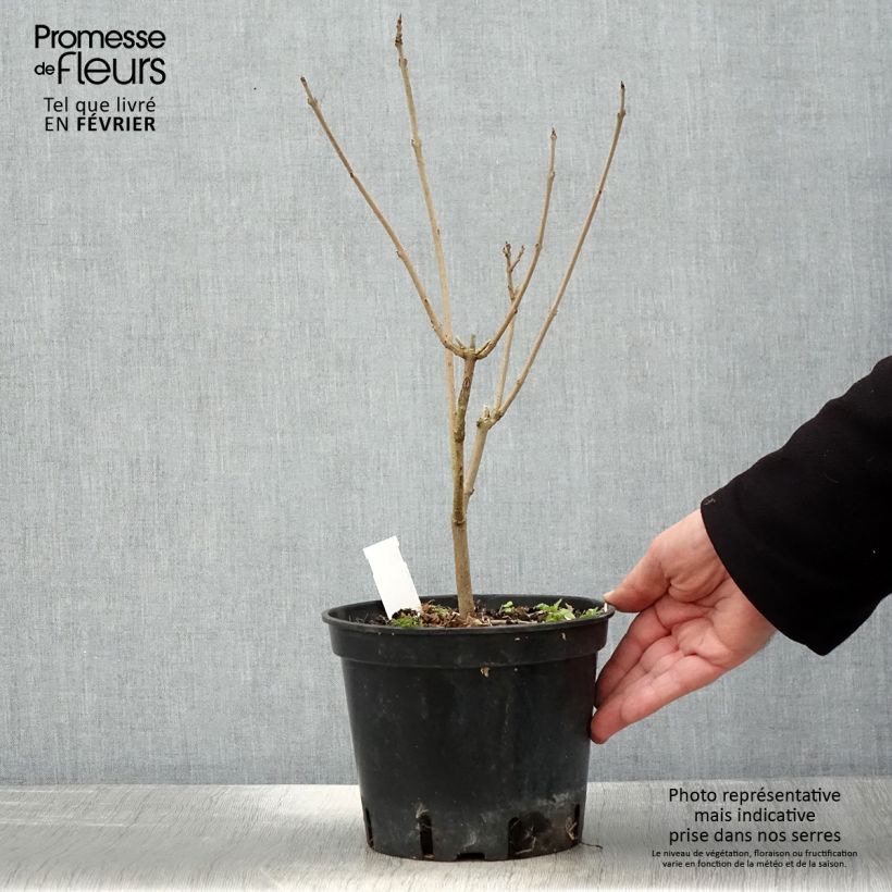 Arbre du clerg? Fargesii - Clerodendrum trichotomum Fargesii Pot 2L/3L sample as delivered in winter