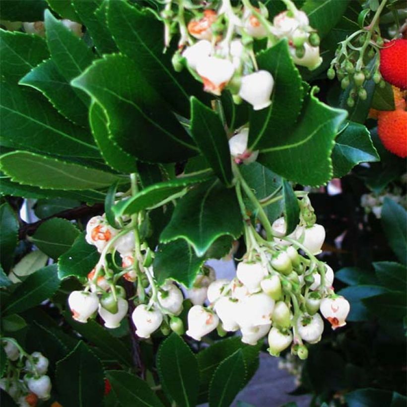 Arbutus unedo - Strawberry tree (Flowering)