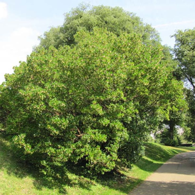 Arbutus unedo - Strawberry tree (Plant habit)