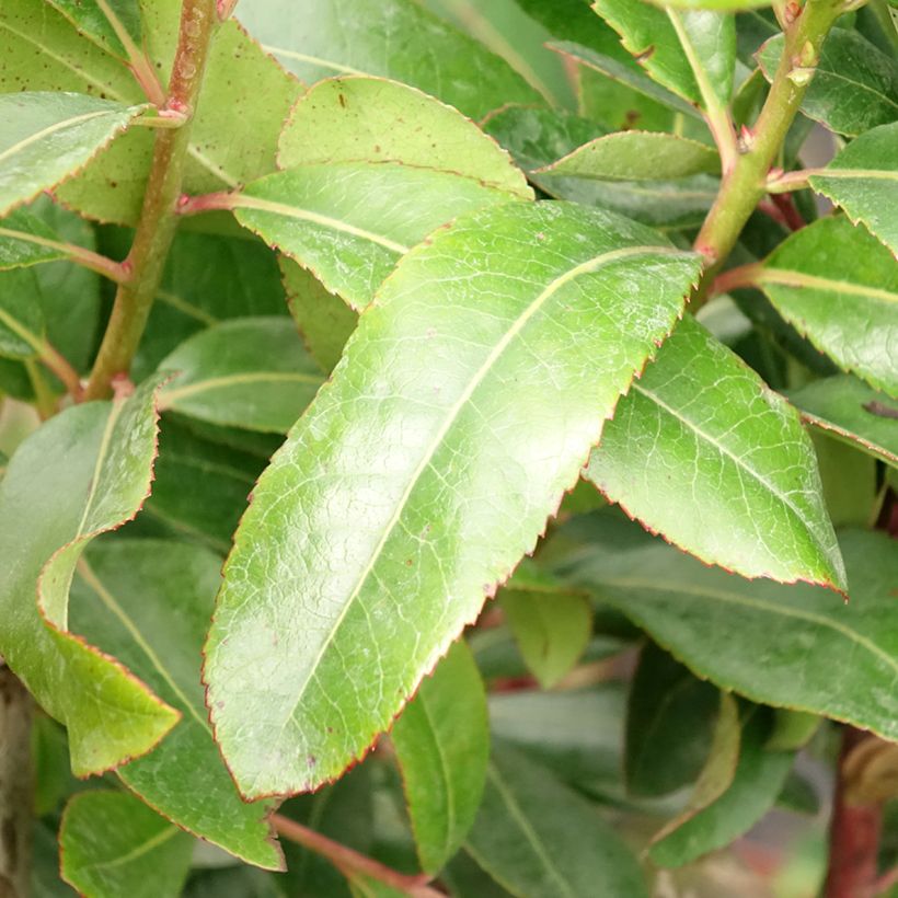 Arbutus unedo - Strawberry tree (Foliage)