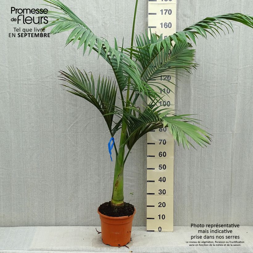 Archontophoenix alexandrae - Palmier royal d'Alexandra Pot de 7,5L/10L sample as delivered in autumn