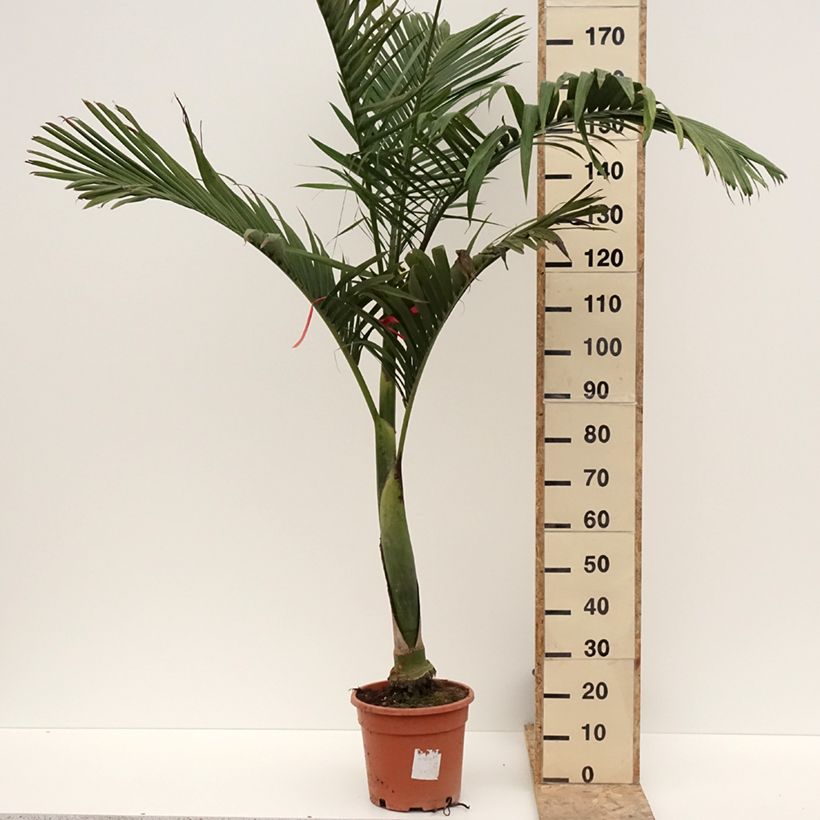 Archontophoenix alexandrae - Alexandra Palm 7.5L/10L potShipped height around 150/200cm sample as delivered in winter