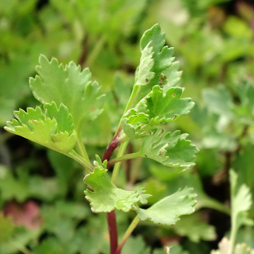 Arctanthemum arcticum - Arctic Daisy (Foliage)