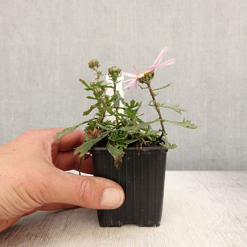 Arctanthemum arcticum - Arctic Daisy sample as delivered in spring