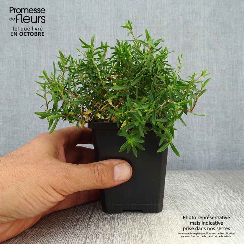 Arenaria montana 8/9 cm pot sample as delivered in autumn