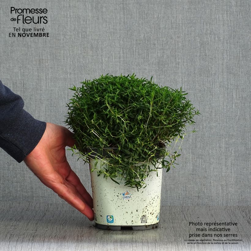 Arenaria montana 2L/3L pot sample as delivered in autumn