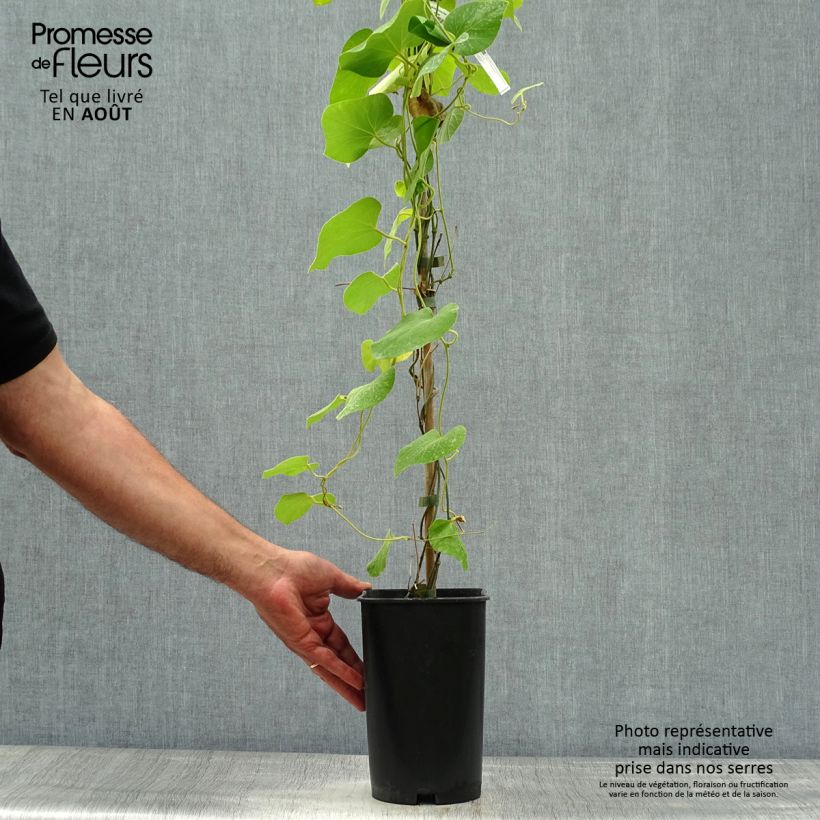 Aristolochia macrophylla  2L/3L pot sample as delivered in summer