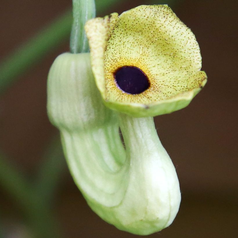 Aristolochia macrophylla  (Flowering)